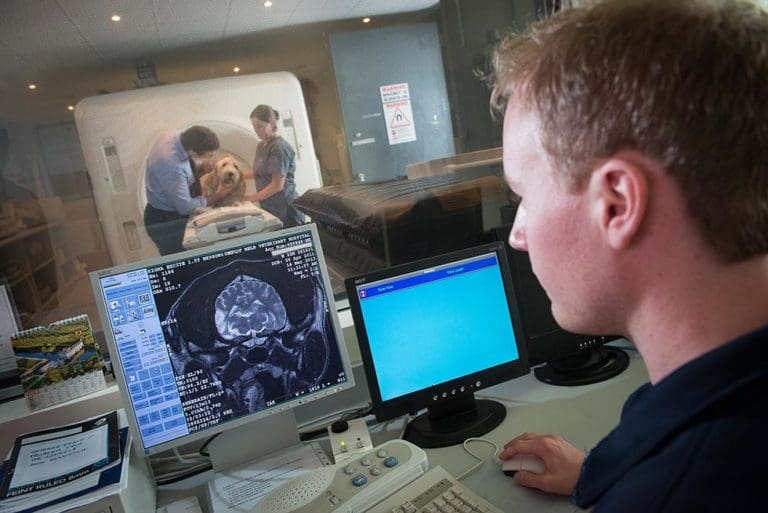 University of Melbourne Veterinary Schools of Australia and New Zealand